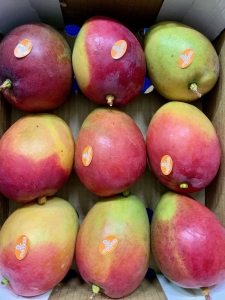 Mango kastis